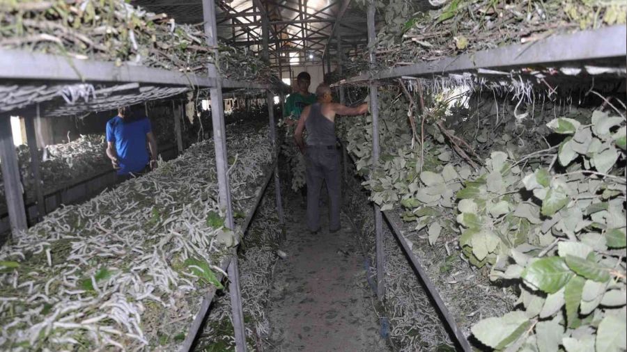 O böcek bir ayda 1 milyon TL kazandırıyor