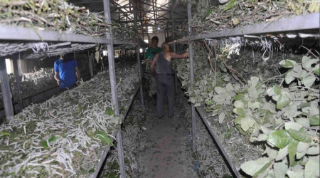 O böcek bir ayda 1 milyon TL kazandırıyor