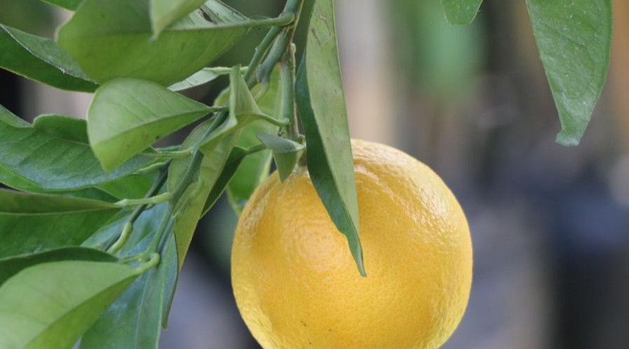 Ordu'da üreticiye narenciye desteği