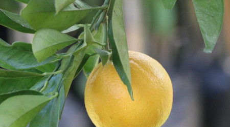 Ordu'da üreticiye narenciye desteği