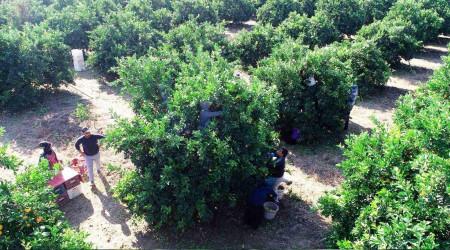 Portakal üreticisi umutlu!