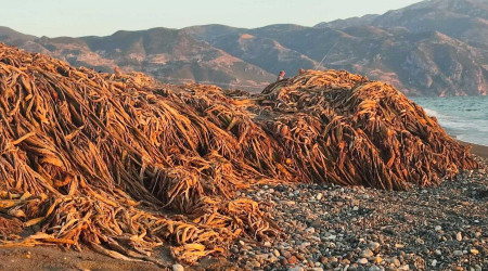 Samandağ sahilini istilacı su sümbülleri kapladı