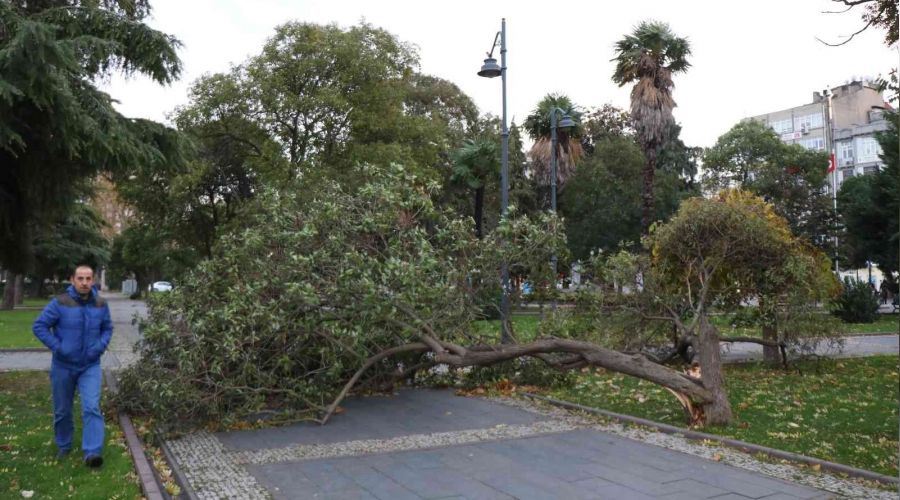 Samsun'da çatılar uçtu, ağaçlar devrildi