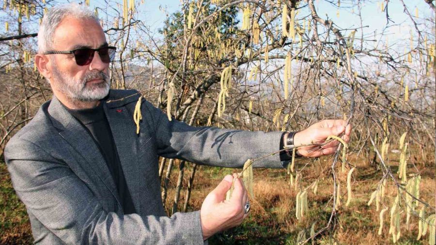 Serbest piyasada fındık fiyatını karanfiller belirleyecek