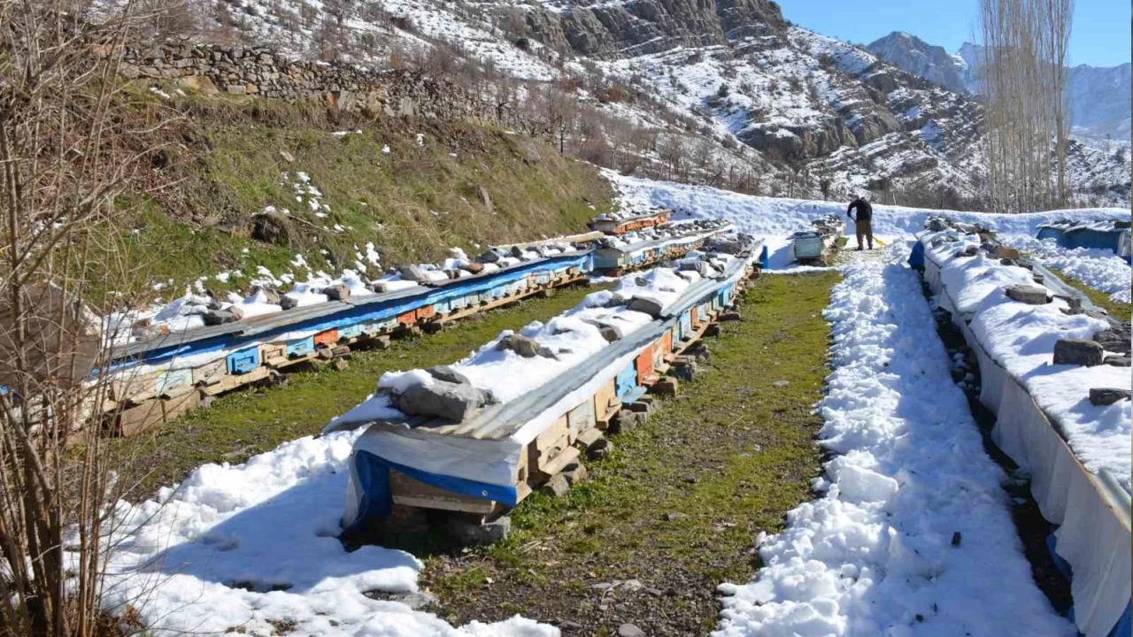 Şırnak'ta arılar kış uykusunda arıcılar nöbette