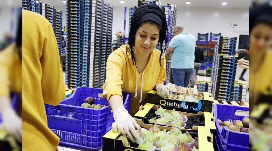 Siyah incirde ihracat zamanı