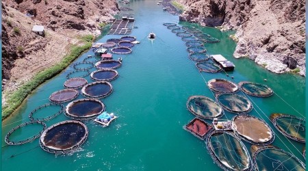 Su ürünlerinden ekonomiye katkı