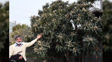 Tarsus'ta malta eriği ağaçları çiçek açtı