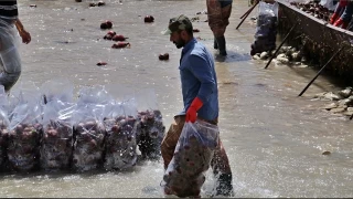 Turp üreticisi fiyattan memnun değil