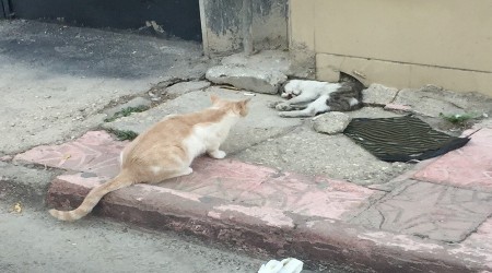 Anne şefkati her canlıda var