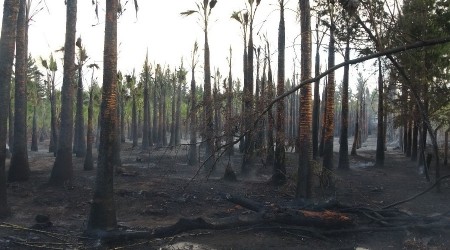 Antalya'da korkutan palmiye yangını