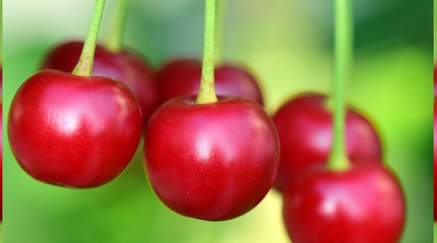 Avrupa Türk kirazını bekliyor