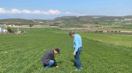 Aydın'da hububat ekili araziler denetlendi
