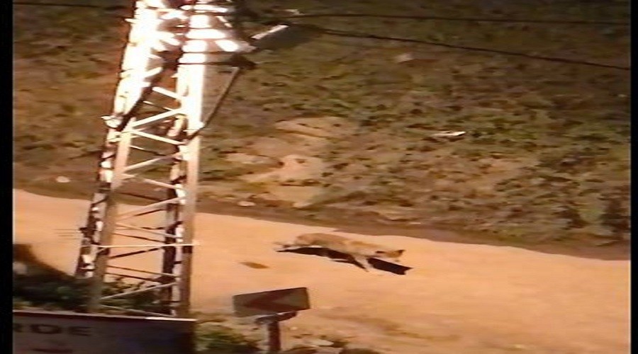 Ayılardan sonra kurtlar da şehre indi