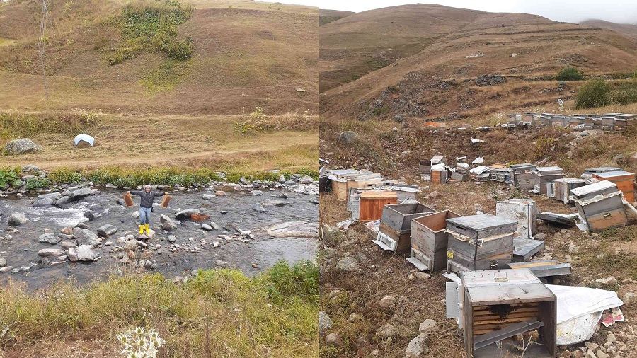 Ayının canı bu kez Anzer Balı çekti