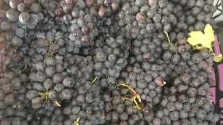 Bağ bozumu başladı