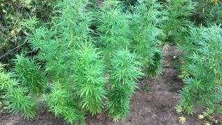 Bağ evine kenevir eken sanık