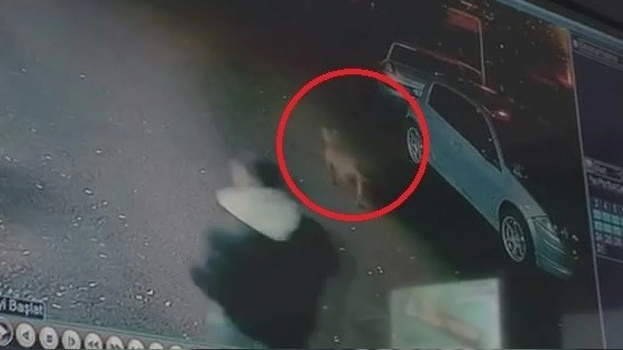 Bursa'da teravih sonrası cami avlusundaki çocuklara 'Pitbull' saldırdı