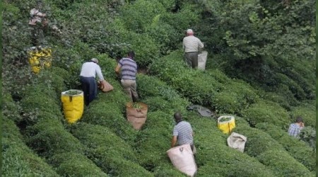 Çay işçilerine karantina uyarısı