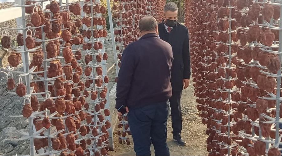Cennet hurmaları kurutulmaya bırakıldı