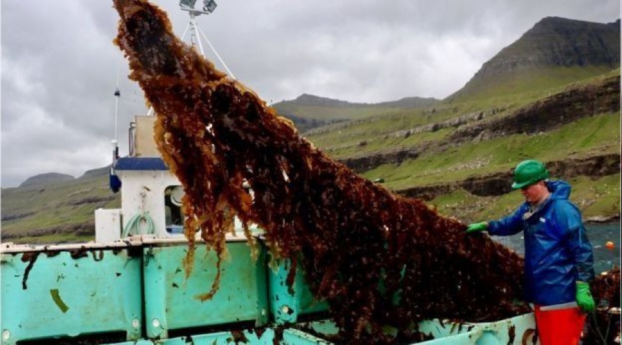 Deniz yosunu geleceğin gıdası olacak