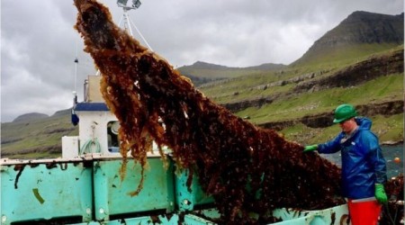 Deniz yosunu geleceğin gıdası olacak