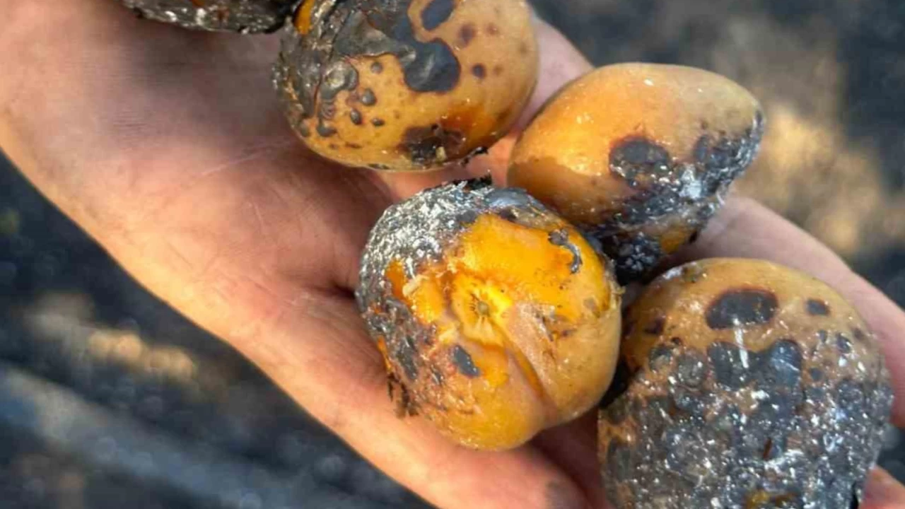 Elazığ'da yangın: 4 kişi yaralandı, yüzlerce kayısı ağacı yandı