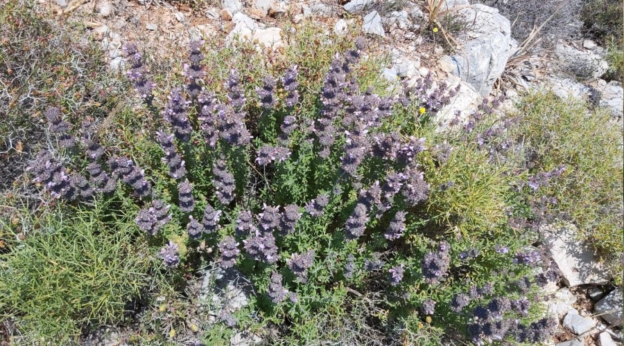 Endemik kekiğe ilgi arttı