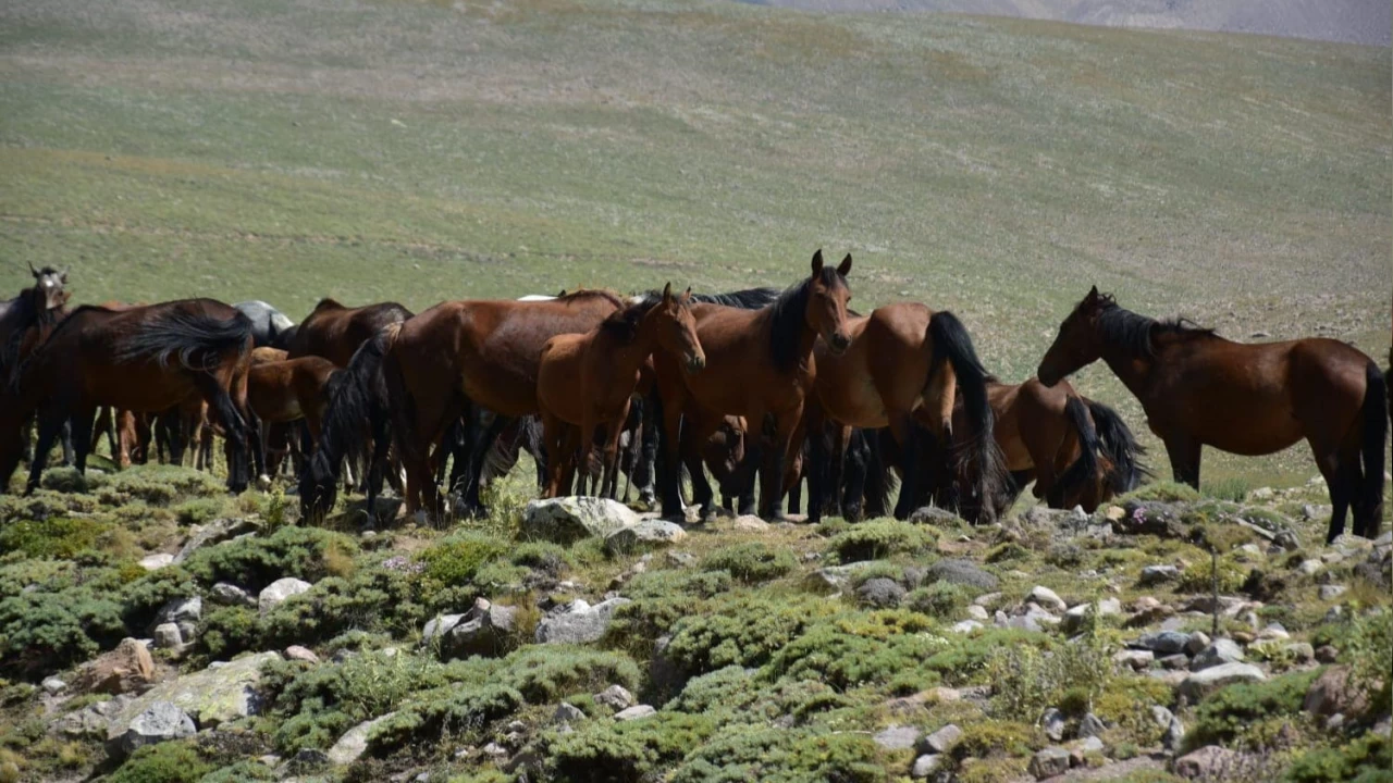 Erciyes’in özgür atları