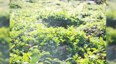 Fındıklı'da çay fidesi üretiliyor