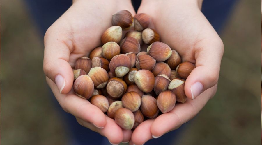 FİSKOBİRLİK, fındığı kapıdan alacak