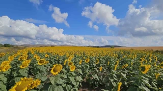 Hububatta beklenen rekolte olmadı