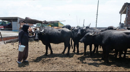 İşte manda yoğurdunun en güzelinin yapıldığı yer