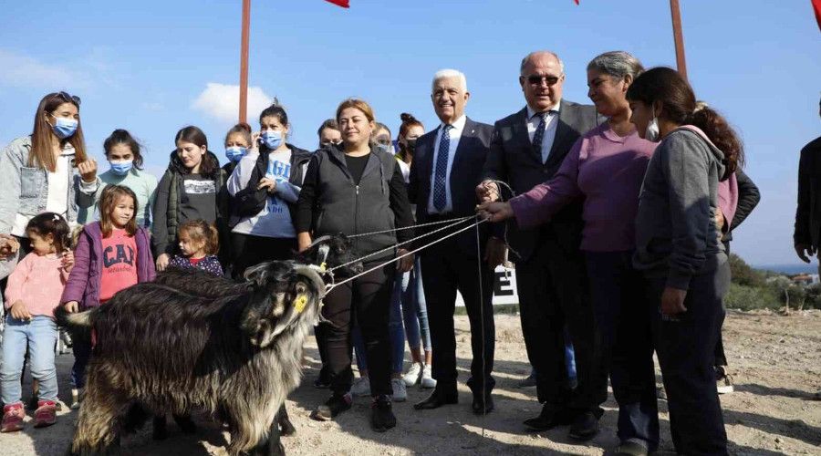 Kadın üreticilere kıl keçisi dağıtımı sürüyor