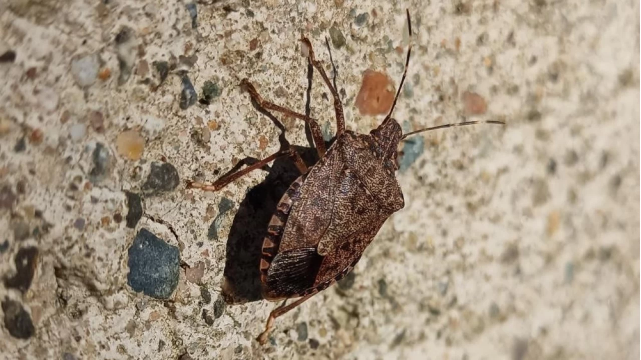 Kahverengi kokarca ile mücadelenin tam zamanı