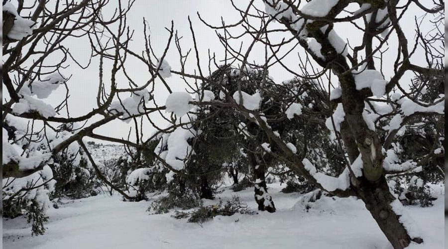 Kardan dolayı zeytinlerin dalları kırıldı