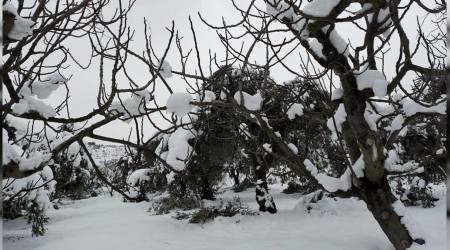 Kardan dolayı zeytinlerin dalları kırıldı