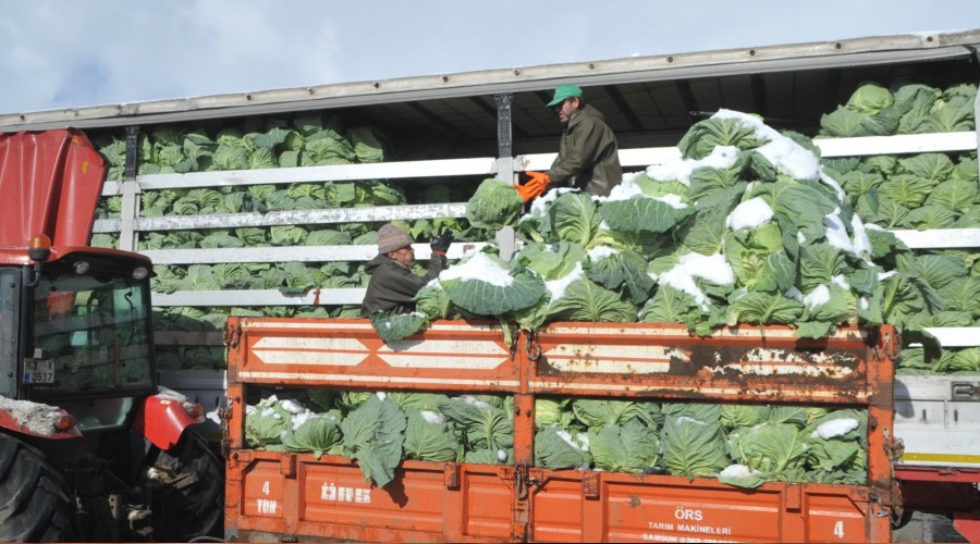 Kışlık sebzede üretici sevinemedi