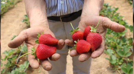 Kızının tavsiyesiyle kurdu, taleplere yetişemiyor