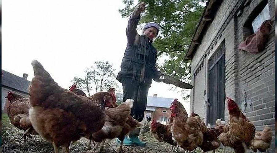 Kuş gribi Polonya'yı sarsıyor