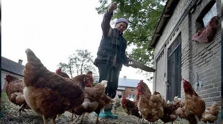 Kuş gribi Polonya'yı sarsıyor