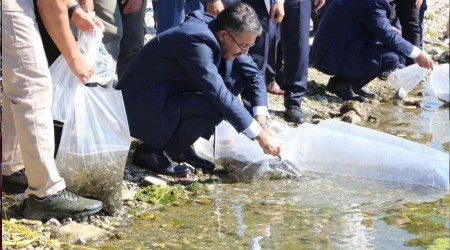 Kütahya'da 1 milyon yavru sazan balığı suya kavuştu