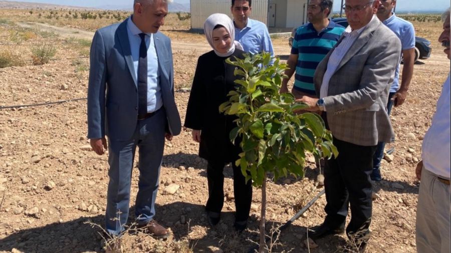Malatya'da Trabzon hurması üretimine destek