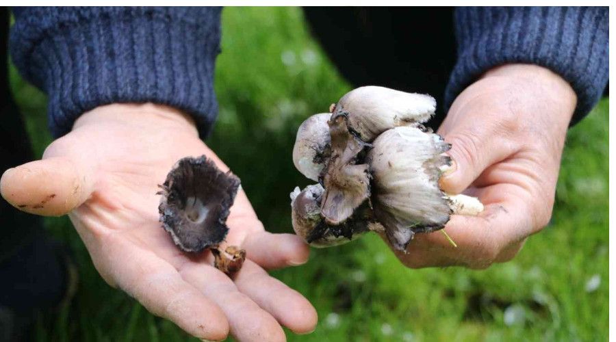 Mantar zehirlenmelerine karşı dikkat