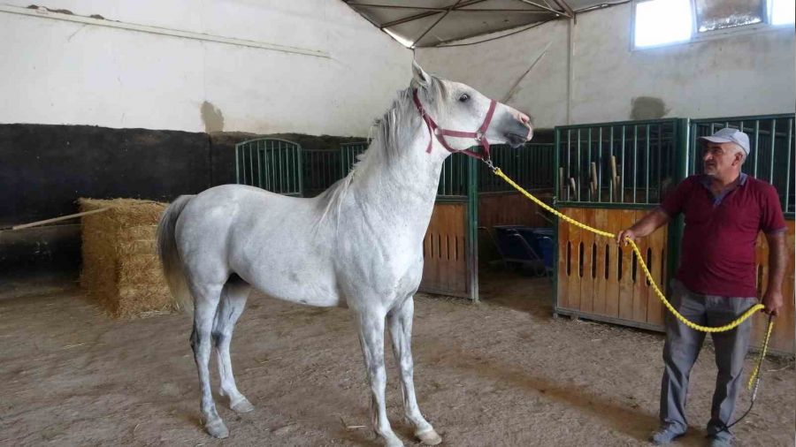Milyonluk Arap tayları görücüye çıkıyor