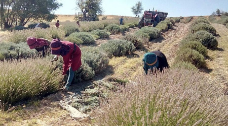 'Mor deniz' lavantada hasat zamanı