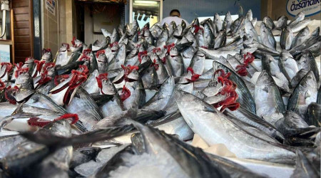 Özsandıkçı: "Palamut bu yıl kasapları ve tavukçuları üzecek"