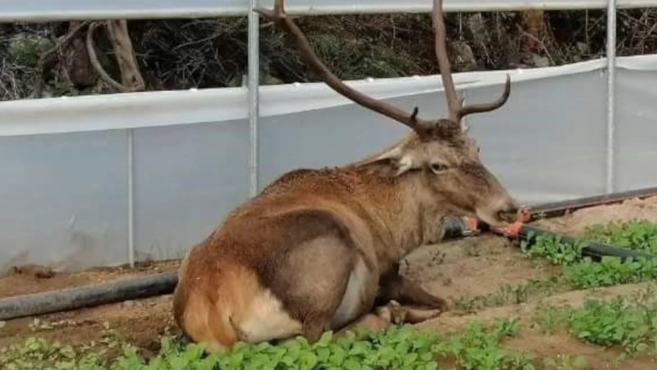 Roka serasına giren geyik hem karnını doyurdu hem dinlendi