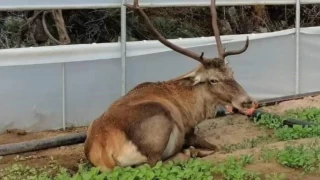 Roka serasına giren geyik hem karnını doyurdu hem dinlendi