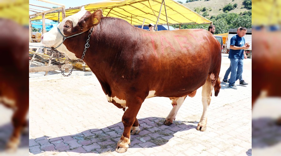 Şampiyon otomobil parasına gitti